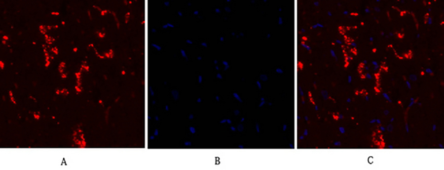 Fig.3. Immunofluorescence analysis of rat heart tissue. 1, Connexin 43 Polyclonal Antibody (red) was diluted at 1:200 (4°C, overnight). 2, Cy3 labeled secondary antibody was diluted at 1:300 (room temperature, 50min). 3, Picture B: DAPI (blue) 10min. Picture A: Target. Picture B: DAPI. Picture C: merge of A+B.