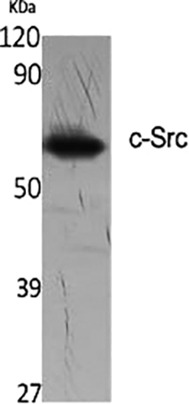 Fig.1. Western Blot analysis of various cells using c-Src Polyclonal Antibody diluted at 1:2000.
