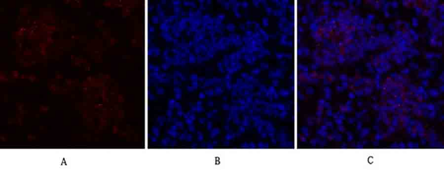 Fig.2. Immunofluorescence analysis of mouse lung tissue. 1, c-Src Polyclonal Antibody (red) was diluted at 1:200 (4°C, overnight). 2, Cy3 labeled secondary antibody was diluted at 1:300 (room temperature, 50min). 3, Picture B: DAPI (blue) 10min. Picture A: Target. Picture B: DAPI. Picture C: merge of A+B.