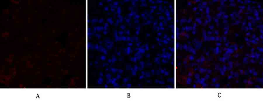 Fig.3. Immunofluorescence analysis of rat lung tissue. 1, c-Src Polyclonal Antibody (red) was diluted at 1:200 (4°C, overnight). 2, Cy3 labeled secondary antibody was diluted at 1:300 (room temperature, 50min). 3, Picture B: DAPI (blue) 10min. Picture A: Target. Picture B: DAPI. Picture C: merge of A+B.