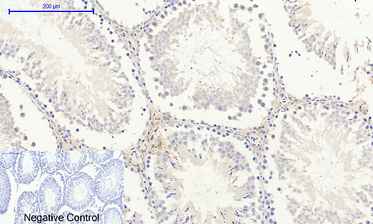 Fig.6. Immunohistochemical analysis of paraffin-embedded rat testis tissue. 1, c-Src Polyclonal Antibody was diluted at 1:200 (4°C, overnight). 2, Sodium citrate pH 6.0 was used for antibody retrieval (>98°C, 20min). 3, secondary antibody was diluted at 1:200 (room temperature, 30min). Negative control was used by secondary antibody only.