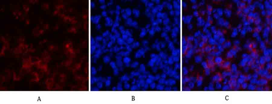 Fig.2. Immunofluorescence analysis of mouse spleen tissue. 1, Cyclin D1 Polyclonal Antibody (red) was diluted at 1:200 (4°C, overnight). 2, Cy3 labeled secondary antibody was diluted at 1:300 (room temperature, 50min). 3, Picture B: DAPI (blue) 10min. Picture A: Target. Picture B: DAPI. Picture C: merge of A+B.