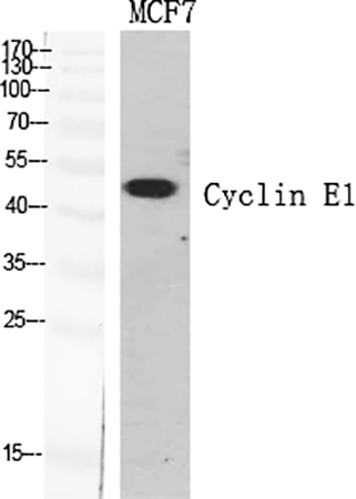 Fig.1. Western Blot analysis of various cells using Cyclin E1 Polyclonal Antibody diluted at 1:500.