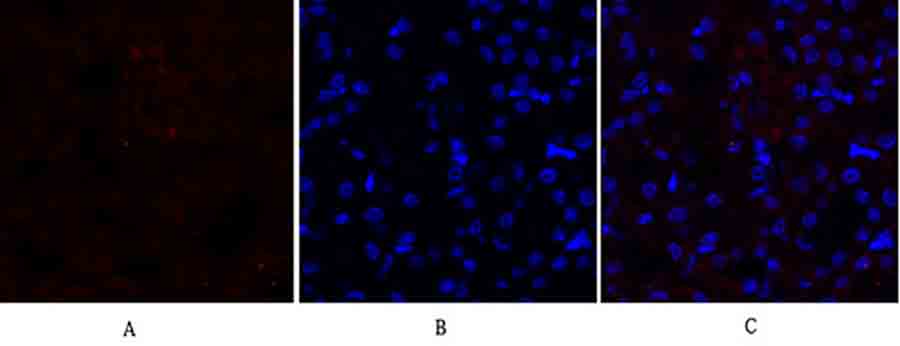 Fig.2. Immunofluorescence analysis of mouse kidney tissue. 1, Cytokeratin 18 Polyclonal Antibody (red) was diluted at 1:200 (4°C, overnight). 2, Cy3 labeled secondary antibody was diluted at 1:300 (room temperature, 50min). 3, Picture B: DAPI (blue) 10min. Picture A: Target. Picture B: DAPI. Picture C: merge of A+B.