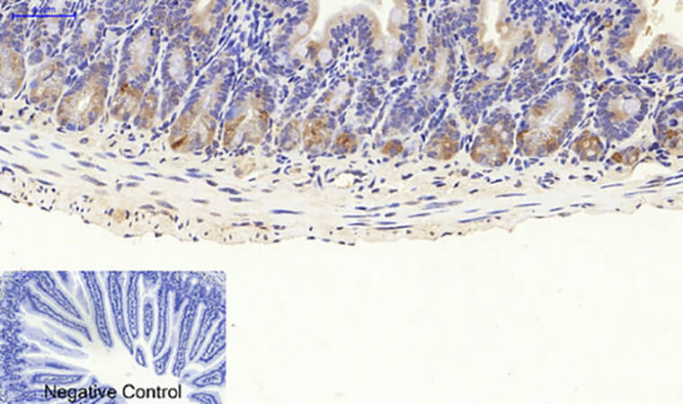 Fig.5. Immunohistochemical analysis of paraffin-embedded mouse colon tissue. 1, CytokeRatin 18 Polyclonal Antibody was diluted at 1:200 (4°C, overnight). 2, Sodium citrate pH 6.0 was used for antibody retrieval (>98°C, 20min). 3, secondary antibody was diluted at 1:200 (room temperature, 30min). Negative control was used by secondary antibody only.