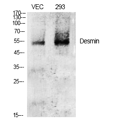 Fig.1. Western Blot analysis of various cells using Desmin Polyclonal Antibody diluted at 1:2000.