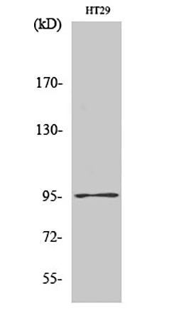 Fig.1. Western Blot analysis of various cells using Dnmt3b Polyclonal Antibody diluted at 1:1000.