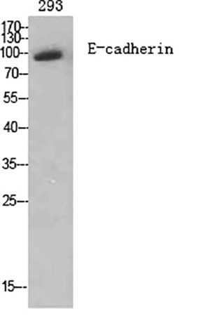 Fig.1. Western Blot analysis of various cells using E-cadherin Polyclonal Antibody diluted at 1:2000.
