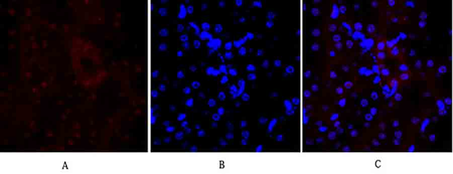 Fig.2. Immunofluorescence analysis of mouse kidney tissue. 1, E-cadherin Polyclonal Antibody (red) was diluted at 1:200 (4°C, overnight). 2, Cy3 labeled secondary antibody was diluted at 1:300 (room temperature, 50min). 3, Picture B: DAPI (blue) 10min. Picture A: Target. Picture B: DAPI. Picture C: merge of A+B.