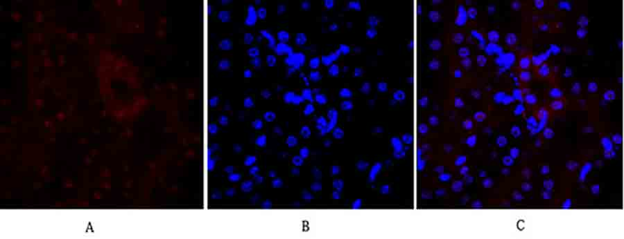 Fig.2. Immunofluorescence analysis of mouse kidney tissue. 1, E-cadherin Polyclonal Antibody (red) was diluted at 1:200 (4°C, overnight). 2, Cy3 labeled secondary antibody was diluted at 1:300 (room temperature, 50min). 3, Picture B: DAPI (blue) 10min. Picture A: Target. Picture B: DAPI. Picture C: merge of A+B.