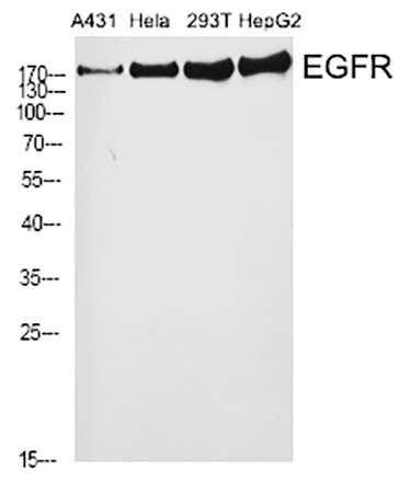 Fig.1. Western Blot analysis of A431 (1), Hela (2), 293T (3), HepG2 (4), diluted at 1:2000.