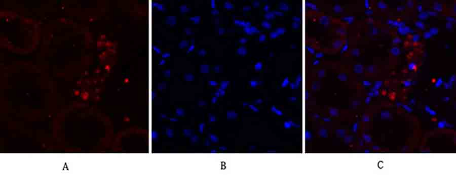 Fig.4. Immunofluorescence analysis of rat kidney tissue. 1, EGFR Polyclonal Antibody (red) was diluted at 1:200 (4°C, overnight). 2, Cy3 Labeled secondary antibody was diluted at 1:300 (room temperature, 50min). 3, Picture B: DAPI (blue) 10min. Picture A: Target. Picture B: DAPI. Picture C: merge of A+B.