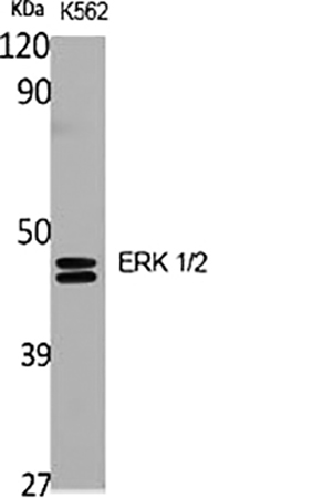 Fig.1. Western Blot analysis of various cells using ERK 1/2 Polyclonal Antibody diluted at 1:2000.