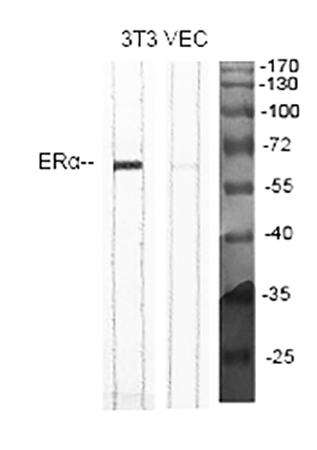 Fig.1. Western Blot analysis of 3T3 (1), VEC (2), diluted at 1:2000.