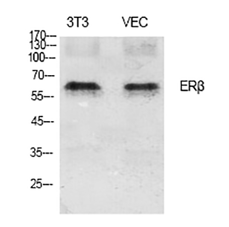 Fig.2. Western Blot analysis of 3T3 (1), VEC (2), diluted at 1:1000.