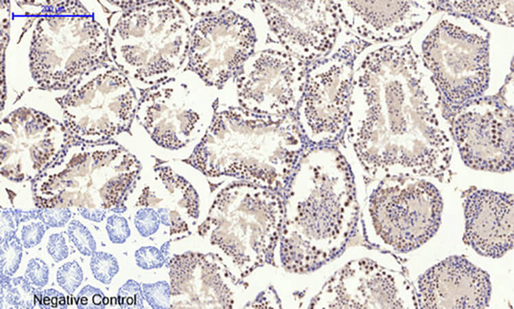 Fig.5. Immunohistochemical analysis of paraffin-embedded mouse testis tissue. 1, Glut1 Polyclonal Antibody was diluted at 1:200 (4°C, overnight). 2, Sodium citrate pH 6.0 was used for antibody retrieval (>98°C, 20min). 3, secondary antibody was diluted at 1:200 (room temperature, 30min). Negative control was used by secondary antibody only.