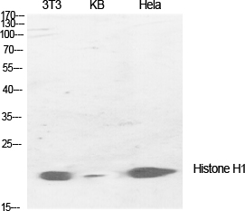 Fig.1. Western Blot analysis of various cells using Histone H1 Polyclonal Antibody diluted at 1:1000.