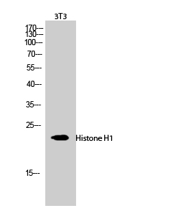 Fig.2. Western Blot analysis of 3T3 cells using Histone H1 Polyclonal Antibody diluted at 1:1000.