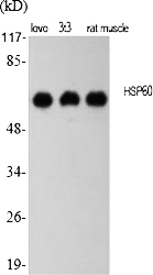 Fig.1. Western Blot analysis of various cells using HSP60 Polyclonal Antibody diluted at 1:2000.
