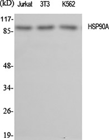 Fig.1. Western Blot analysis of Jurkat (1), 3T3 (2), K562 (3), diluted at 1:2000.