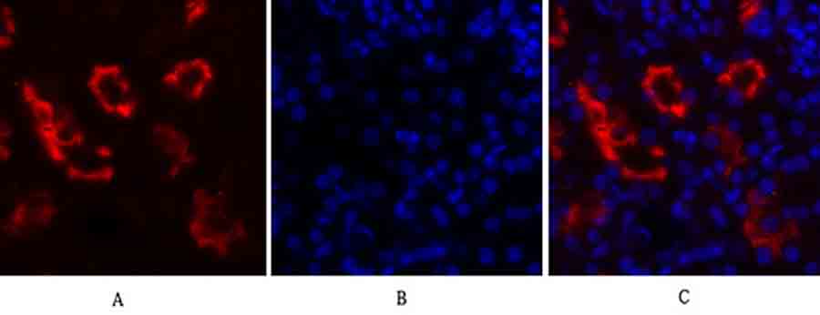 Fig.1. Immunofluorescence analysis of mouse kidney tissue. 1, IκB-α Polyclonal Antibody (red) was diluted at 1:200 (4°C, overnight). 2, Cy3 Labeled secondary antibody was diluted at 1:300 (room temperature, 50min). 3, Picture B: DAPI (blue) 10min. Picture A: Target. Picture B: DAPI. Picture C: merge of A+B.
