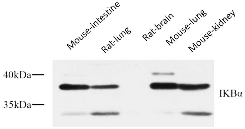 Fig.6. Western Blot analysis of Mouse intesting (1), rat lung (2), rat brain (3), mouse lung (4), mouse kidney (5), diluted at 1:1000.