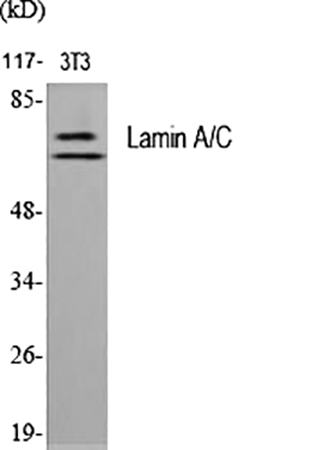 Fig.1. Western Blot analysis of various cells using Lamin A/C Polyclonal Antibody diluted at 1:2000.