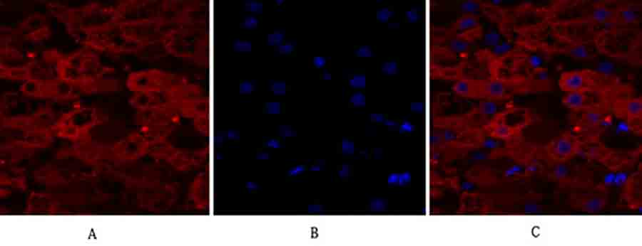 Fig.2. Immunofluorescence analysis of human liver tissue. 1, Lamin A/C Polyclonal Antibody (red) was diluted at 1:200 (4°C, overnight). 2, Cy3 Labeled secondary antibody was diluted at 1:300 (room temperature, 50min). 3, Picture B: DAPI (blue) 10min. Picture A: Target. Picture B: DAPI. Picture C: merge of A+B.