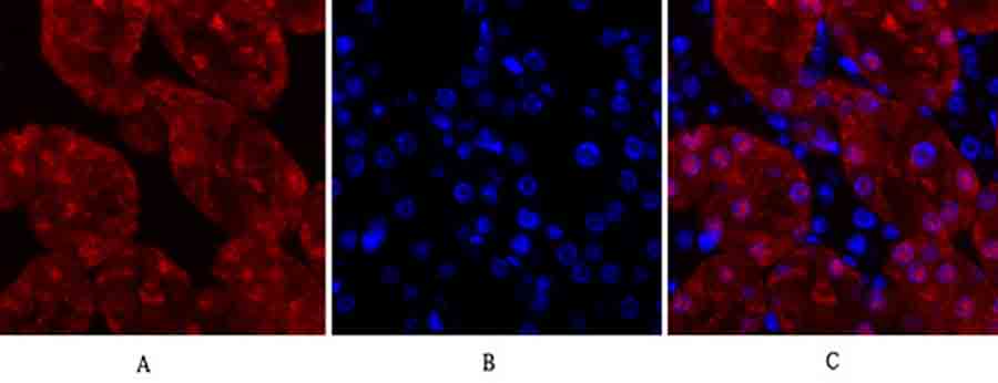 Fig.3. Immunofluorescence analysis of mouse kidney tissue. 1, Lamin A/C Polyclonal Antibody (red) was diluted at 1:200 (4°C, overnight). 2, Cy3 Labeled secondary antibody was diluted at 1:300 (room temperature, 50min). 3, Picture B: DAPI (blue) 10min. Picture A: Target. Picture B: DAPI. Picture C: merge of A+B.