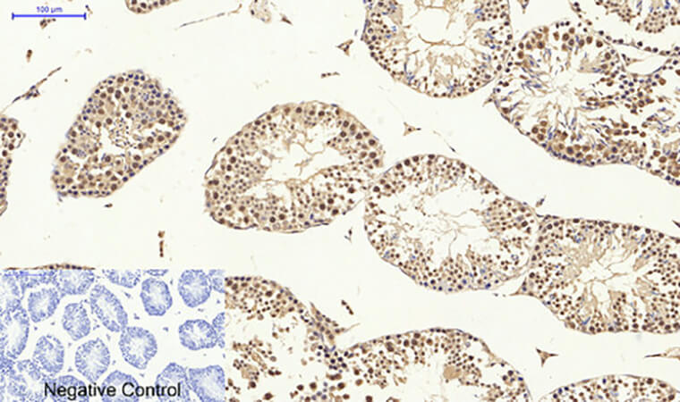 Fig.6. Immunohistochemical analysis of paraffin-embedded mouse testis tissue. 1, Lamin A/C Polyclonal Antibody was diluted at 1:200 (4°C, overnight). 2, Sodium citrate pH 6.0 was used for antibody retrieval (>98°C, 20min). 3, secondary antibody was diluted at 1:200 (room temperature, 30min). Negative control was used by secondary antibody only.
