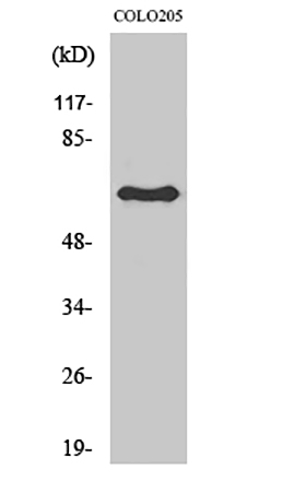 Fig.1. Western Blot analysis of various cells using Lamin B1 Polyclonal Antibody diluted at 1:2000.