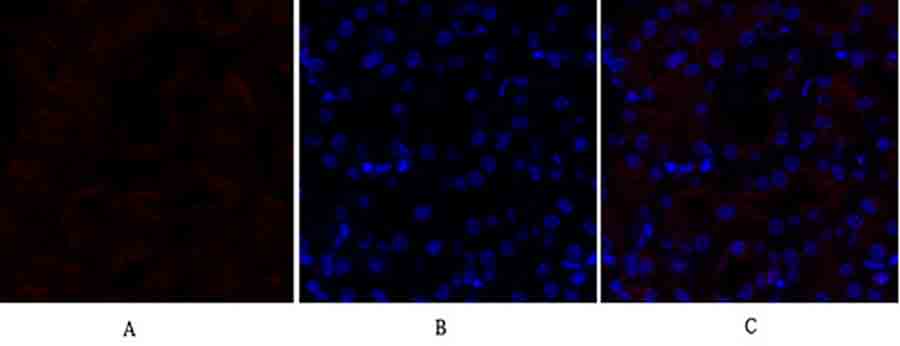Fig.2. Immunofluorescence analysis of mouse kidney tissue. 1, Lamin B1 Polyclonal Antibody (red) was diluted at 1:200 (4°C, overnight). 2, Cy3 Labeled secondary antibody was diluted at 1:300 (room temperature, 50min). 3, Picture B: DAPI (blue) 10min. Picture A: Target. Picture B: DAPI. Picture C: merge of A+B.