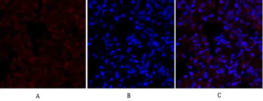 Fig.3. Immunofluorescence analysis of rat lung tissue. 1, Lamin B1 Polyclonal Antibody (red) was diluted at 1:200 (4°C, overnight). 2, Cy3 Labeled secondary antibody was diluted at 1:300 (room temperature, 50min). 3, Picture B: DAPI (blue) 10min. Picture A: Target. Picture B: DAPI. Picture C: merge of A+B.