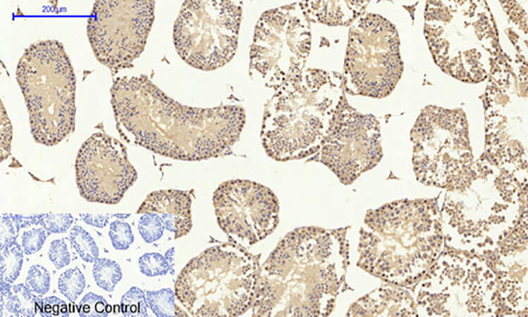Fig.5. Immunohistochemical analysis of paraffin-embedded mouse testis tissue. 1, MEK-1/2 Polyclonal Antibody was diluted at 1:200 (4°C, overnight). 2, Sodium citrate pH 6.0 was used for antibody retrieval (>98°C, 20min). 3, secondary antibody was diluted at 1:200 (room temperature, 30min). Negative control was used by secondary antibody only.
