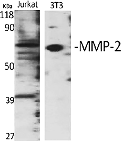 Fig.1. Western Blot analysis of Jurkat (1), 3T3 (2), diluted at 1:1000.