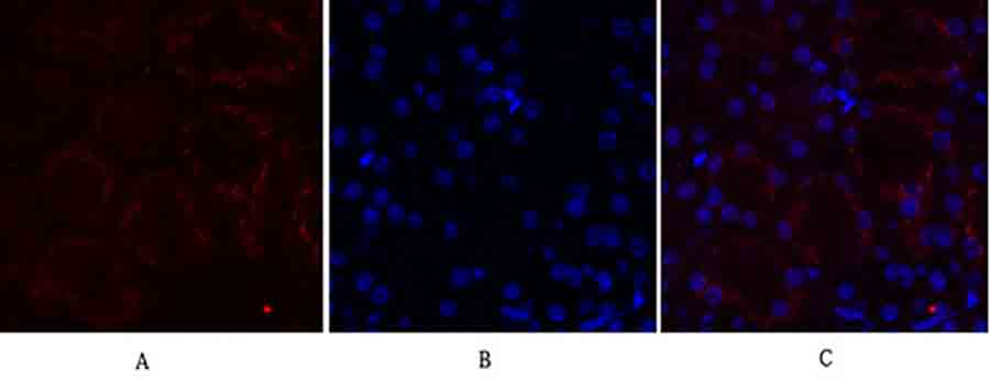 Fig.2. Immunofluorescence analysis of mouse kidney tissue. 1, MMP-2 Polyclonal Antibody (red) was diluted at 1:200 (4°C, overnight). 2, Cy3 Labeled secondary antibody was diluted at 1:300 (room temperature, 50min). 3, Picture B: DAPI (blue) 10min. Picture A: Target. Picture B: DAPI. Picture C: merge of A+B.