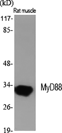 Fig.1. Western Blot analysis of various cells using MyD88 Polyclonal Antibody diluted at 1:2000.