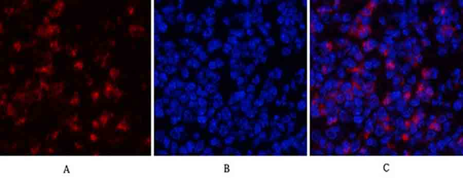 Fig.2. Immunofluorescence analysis of mouse spleen tissue. 1, MyD88 Polyclonal Antibody (red) was diluted at 1:200 (4°C, overnight). 2, Cy3 Labeled secondary antibody was diluted at 1:300 (room temperature, 50min). 3, Picture B: DAPI (blue) 10min. Picture A: Target. Picture B: DAPI. Picture C: merge of A+B.