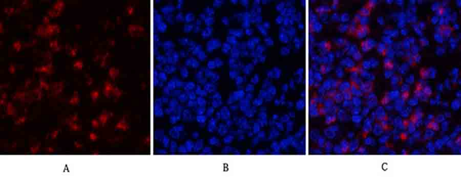 Fig.2. Immunofluorescence analysis of mouse spleen tissue. 1, MyD88 Polyclonal Antibody (red) was diluted at 1:200 (4°C, overnight). 2, Cy3 Labeled secondary antibody was diluted at 1:300 (room temperature, 50min). 3, Picture B: DAPI (blue) 10min. Picture A: Target. Picture B: DAPI. Picture C: merge of A+B.