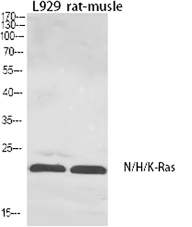 Fig.1. Western Blot analysis of L929 (1), Rat-musle (2), diluted at 1:1000.
