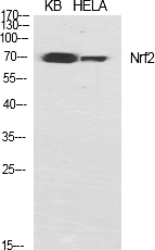Fig.1. Western Blot analysis of various cells using Nrf2 Polyclonal Antibody diluted at 1:1000.