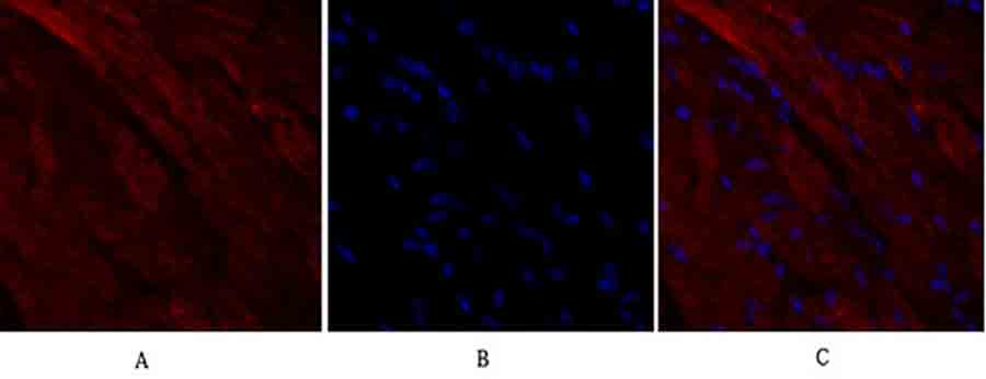 Fig.2. Immunofluorescence analysis of mouse heart tissue. 1, OPG Polyclonal Antibody (red) was diluted at 1:200 (4°C, overnight). 2, Cy3 Labeled secondary antibody was diluted at 1:300 (room temperature, 50min). 3, Picture B: DAPI (blue) 10min. Picture A: Target. Picture B: DAPI. Picture C: merge of A+B.