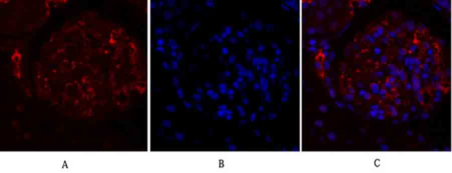 Fig.3. Immunofluorescence analysis of rat kidney tissue. 1, OPG Polyclonal Antibody (red) was diluted at 1:200 (4°C, overnight). 2, Cy3 Labeled secondary antibody was diluted at 1:300 (room temperature, 50min). 3, Picture B: DAPI (blue) 10min. Picture A: Target. Picture B: DAPI. Picture C: merge of A+B.