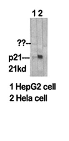 Fig.1. Western Blot analysis of HepG2 (1), Hela (2).