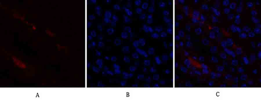 Fig.2. Immunofluorescence analysis of mouse kidney tissue. 1, p21 Polyclonal Antibody (red) was diluted at 1:200 (4°C, overnight). 2, Cy3 Labeled secondary antibody was diluted at 1:300 (room temperature, 50min). 3, Picture B: DAPI (blue) 10min. Picture A: Target. Picture B: DAPI. Picture C: merge of A+B.
