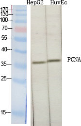 Fig.1. Western Blot analysis of various cells using PCNA Polyclonal Antibody diluted at 1:2000.