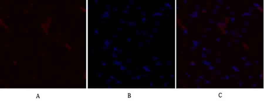 Fig.2. Immunofluorescence analysis of rat heart tissue. 1, PDK1 Polyclonal Antibody (red) was diluted at 1:200 (4°C, overnight). 2, Cy3 Labeled secondary antibody was diluted at 1:300 (room temperature, 50min). 3, Picture B: DAPI (blue) 10min. Picture A: Target. Picture B: DAPI. Picture C: merge of A+B.