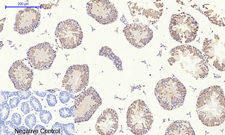 Fig.5. Immunohistochemical analysis of paraffin-embedded mouse testis tissue. 1, Rb Polyclonal Antibody was diluted at 1:200 (4°C, overnight). 2, Sodium citrate pH 6.0 was used for antibody retrieval (>98°C, 20min). 3, secondary antibody was diluted at 1:200 (room temperature, 30min). Negative control was used by secondary antibody only.