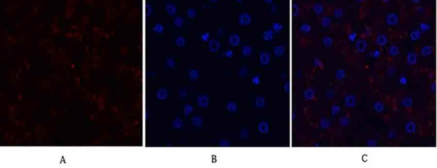 Fig.2. Immunofluorescence analysis of human liver tissue. 1, SGK1 Polyclonal Antibody (red) was diluted at 1:200 (4°C, overnight). 2, Cy3 Labeled secondary antibody was diluted at 1:300 (room temperature, 50min). 3, Picture B: DAPI (blue) 10min. Picture A: Target. Picture B: DAPI. Picture C: merge of A+B.