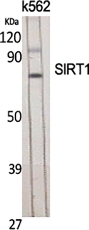 Fig.1. Western Blot analysis of various cells using SIRT1 Polyclonal Antibody diluted at 1:2000.